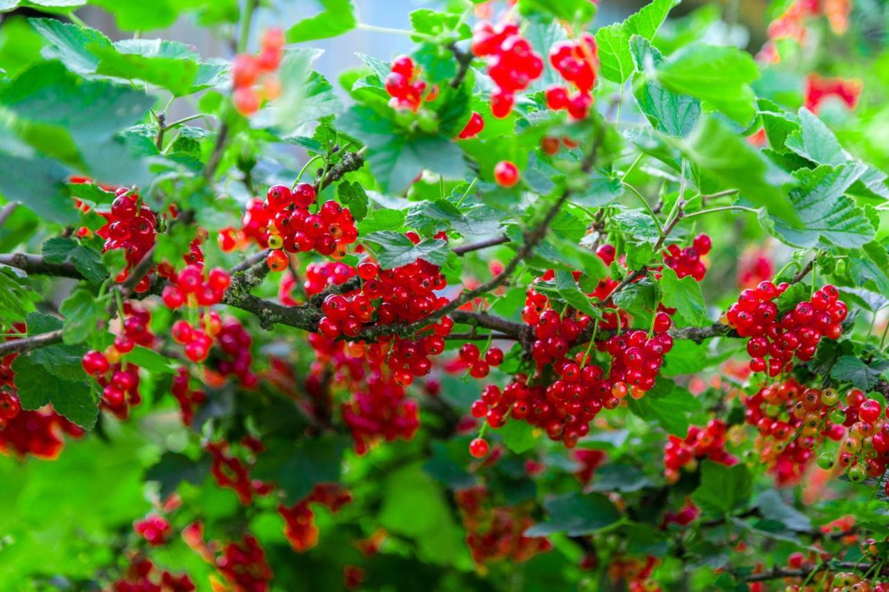 Agroturystyka Sikorki Lubomierz  Esterno foto